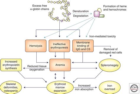 Pathophysiology and Clinical Manifestations of the β.